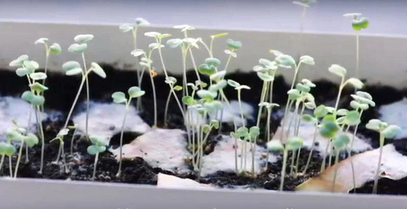 Grape Plantable Seed Card