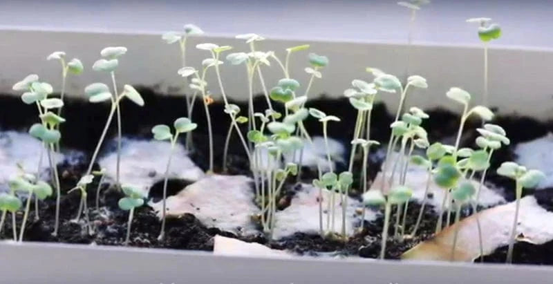 Good Luck Plantable Seed Card