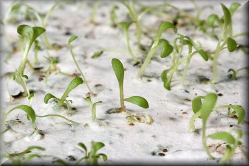 Bog Rosemary Plantable Seed Card
